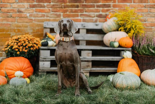 Mollie King of Kelp Social shares ways to keep animals happy and safe this Halloween - Animal News Agency