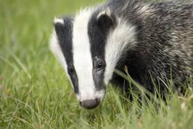 The Wildlife Trusts have always been firmly opposed to the badger cull and believe that it is an ineffective tool in the fight against bovine tuberculosis (bTB)