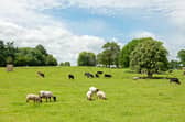 On Saturday, March 1, the Derbyshire Rural Crime Team were called to reports of a dog attack at a farm in the Peak District.