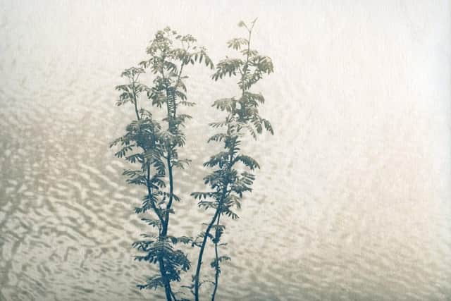 Melanie King Valerian Toner
