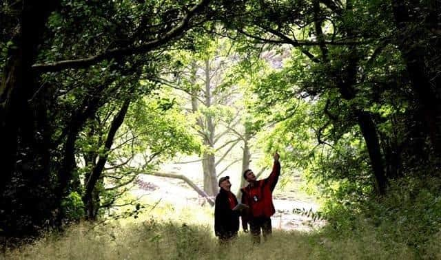 Ash dieback has been slowly decimating Peak District ravine woodlands since 2015.