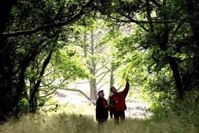 Ash dieback has been slowly decimating Peak District ravine woodlands since 2015.