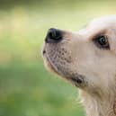 Important advice has been given to dog walkers.