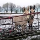 Flossy and Jubilee were discovered in freezing conditions, living in a muddy and wet field near Buxton