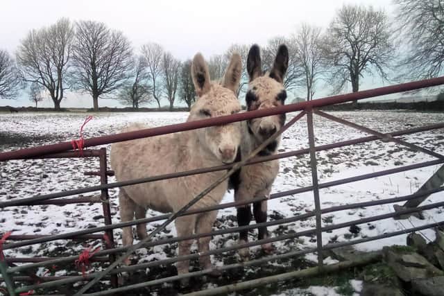 Flossy and Jubilee were discovered in freezing conditions, living in a muddy and wet field near Buxton