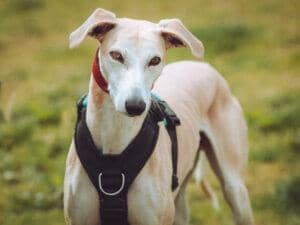 Scooby is still looking for a home after being at the RSPCA animal care centre since March 2021.
