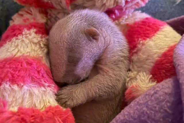 Five-day-old Valentine snuggles into a teddy