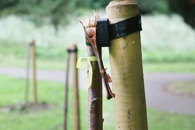 Vandals have caused more than £2,000 worth of damage after destroying trees planted in Ashwood Park to mark the Queen's Platinum Jubilee.
