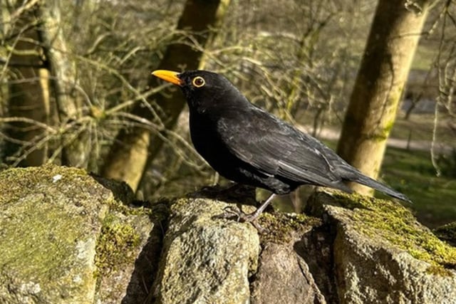 Here's a wonderful snap by young Eli Eary, aged 11, who took this fine photo of a blackbird near Hayfield Park.