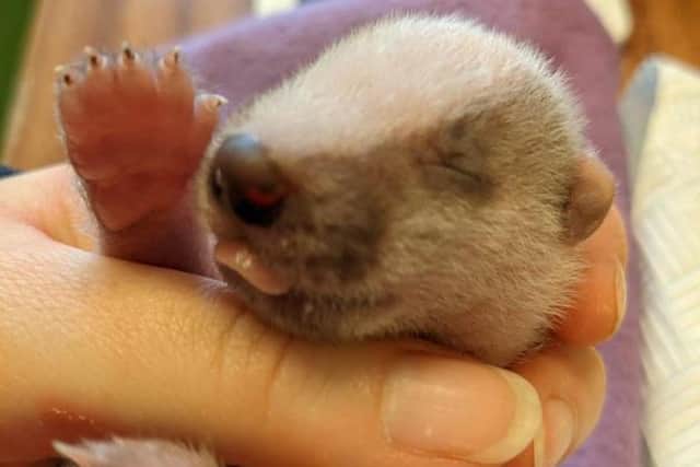 Valentine - found “cold and grey” underneath a shed - had to be nursed constantly for 24 hours