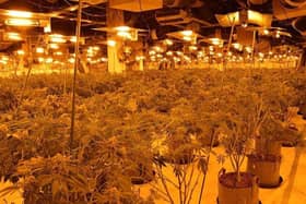 Buxton's location leaves it vulnerable to organised crime from nearby cities say police just days after 975 cannabis plants were found in the town centre. Photo Derbyshire Police