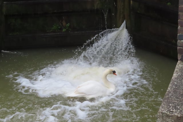 This swan is making a splash with a quick shower at Shipley Lock, snapped by David Hodgkinson.