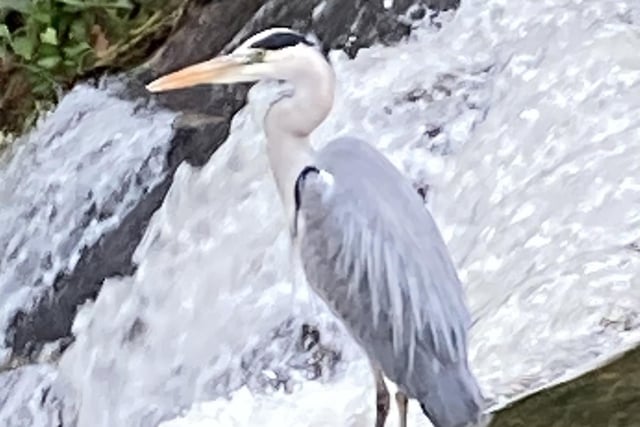 A heron is pictured on the River Wye as it runs through the Serpentine in Buxton, in a photo by taken by Anthony Hartley.