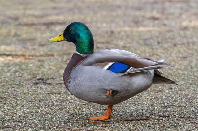 ​Andy Gregory spotted this mallard balancing one one leg at Buxton’s Pavilion Gardens.