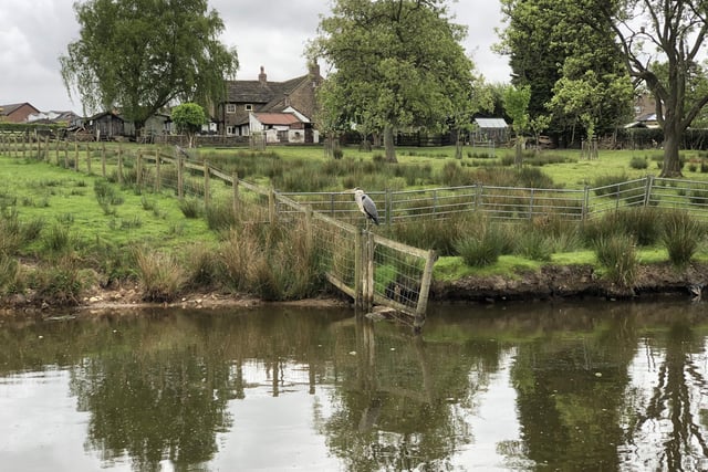 On another of John's adventures, he happened across this watchful heron along the Macclesfield Canal.