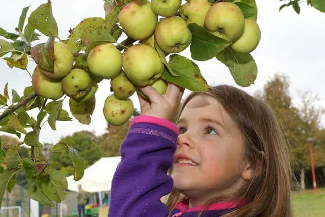 Sustainable Hayfield's Apple Day, Abbey Moorhouse 