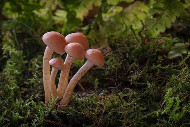 Sulphur Tuft by Helena Jones. (Image: High Peak Photography Club)