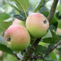 New Mills Community Orchard