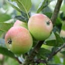 New Mills Community Orchard