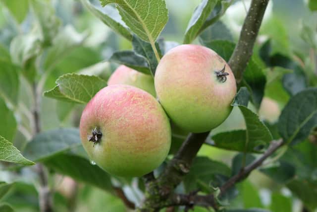 New Mills Community Orchard