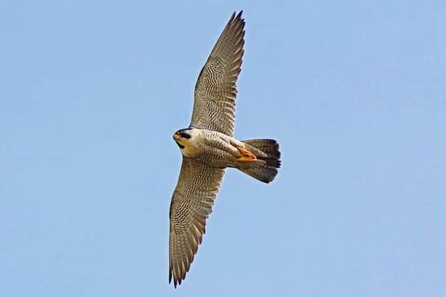 Peregrine fledgling numbers have doubled on the Peak District moorlands this year.
