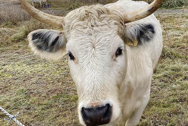 ​​Moo-ve along please – nothing to see here. A charming photo by David Hodgkinson of a white cow at Shipley Park.