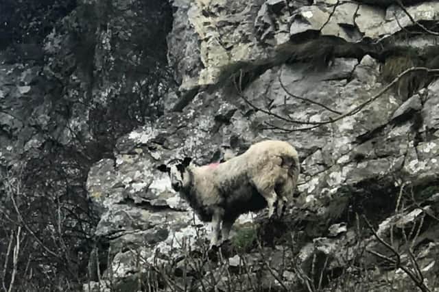 In the latest incident, a sheep had to be rescued after she fell from a clifftop onto a ledge after likely being panicked by an out-of-control dog