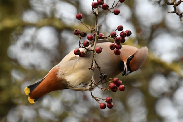 Steve Jeacock was on the spot to snap a shot of this waxwing, a Scandanavian visitor to Hassop Station.