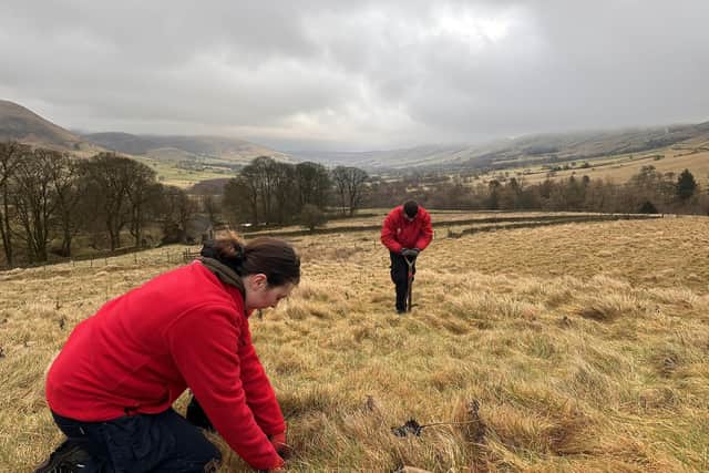 Students help with tree planting at Dalehead, near Edale as part of the conservation project (photo: National Trust)