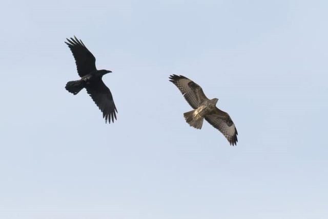 An impressive action shot from Andy Gregory shows a raven chasing a common buzzard at Danebower.