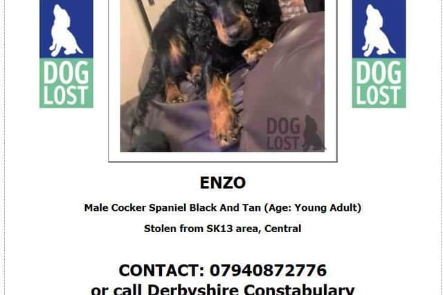 A poster on Enzo who has been missing for a month. Picture by Angela Casale.