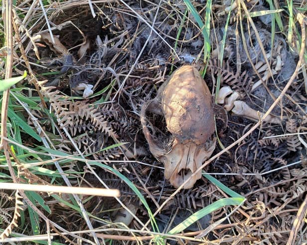 Remains of five small dogs, thought to be puppies, were discovered in two incident, first in September 2024 and, most recently, at the end of January. Image: RSPCA