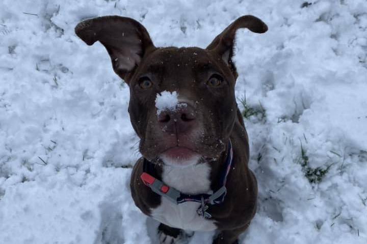 Look at Luna's ears in the snow. Photo Rosewood Kellie