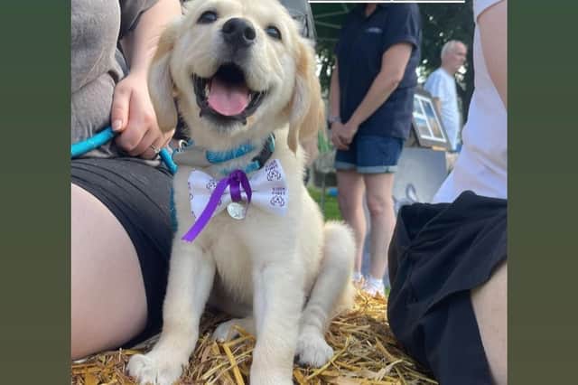 A little cutie looking very proud at Paws Fest. Photo Paws Fest
