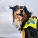 Missing Derbyshire mountain rescue search dog, Tarn.