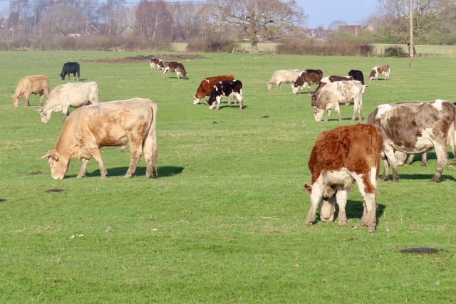 The cows are out in force at Langley in this impressive scene snapped by David Hodgkinson.