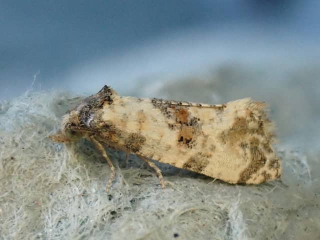 Amidst UK's insect decline, Make It Wild's Moth Surveys offer a glimmer of hope.