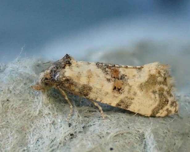 Amidst UK's insect decline, Make It Wild's Moth Surveys offer a glimmer of hope.
