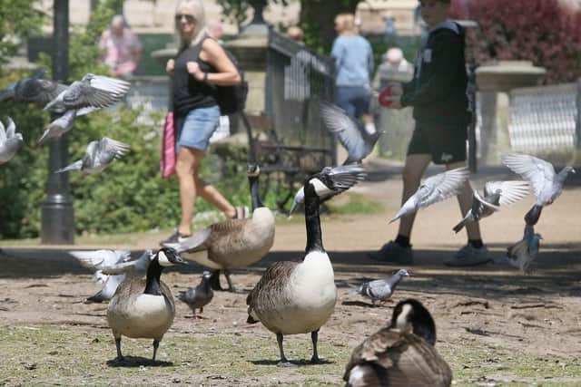 The problematic geese of the Pavilion Gardens will be tackled by putting up signs to tell people to stop feeding the geese.
