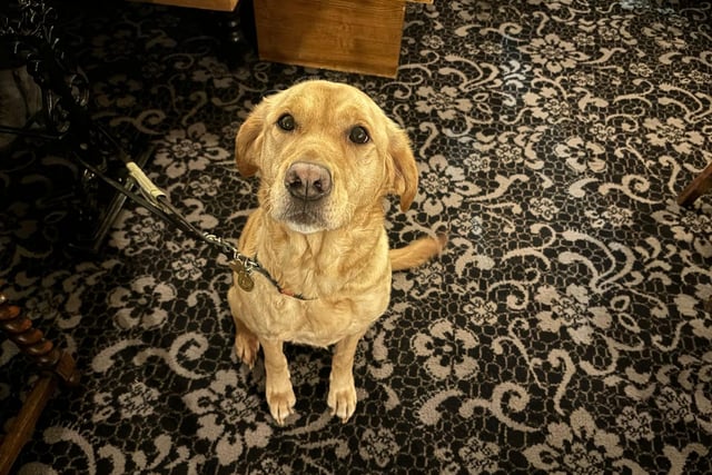 Who's a good girl?  Guide dog Mary is a regular.in the pub. Photo Cheshire Cheese