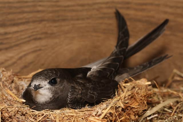 The birds spend most of the year in warmer climes near the equator. (Photo: Bernard Genton/Swift Conservation)