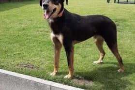 Olly has been on the run for more than a month.