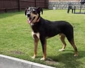 Olly has been on the run for more than a month.