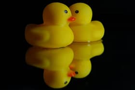 The Rotary Ducks will once again be braving the River Wye in the Pavilion Gardens in Buxton