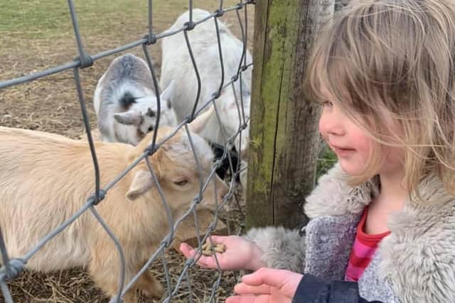 Many of the animals can be hand-fed at Matlock Farm Park.