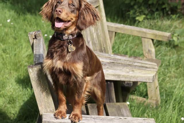 Winnie was electrocuted at Lyme by a fallen fence - thankfully she was only shocked not injured but her owner says the National Trust have a very anti- dog attitude. Photo Martin Payne