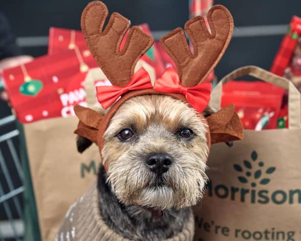 Animal companions are an integral part of Christmas festivities for much of the nation.