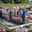 Plant sale in full swing