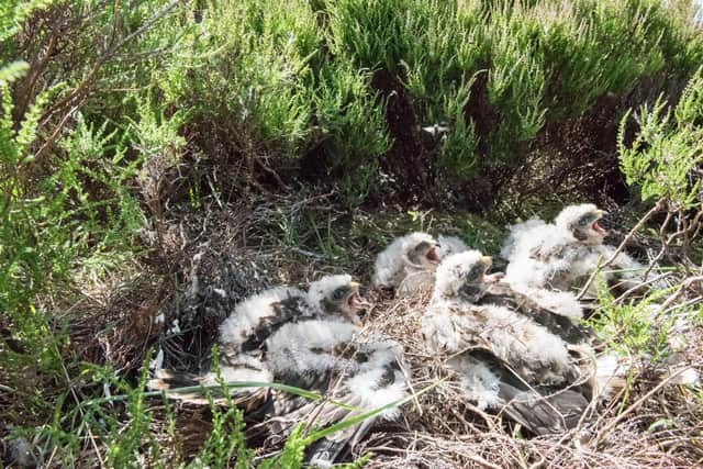 Slightly older Hen Harrier chicks in the nest credit Tim Melling