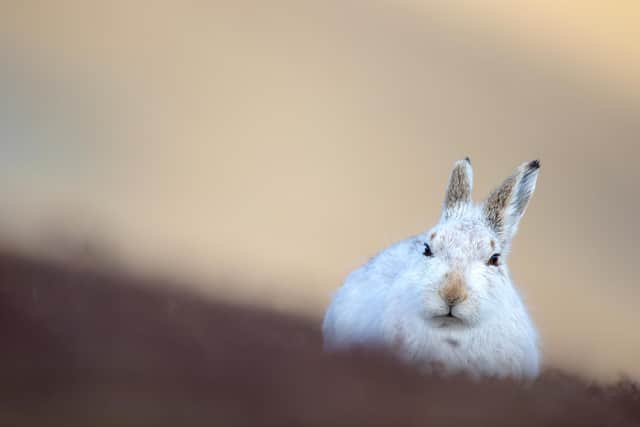 A mountain hare is still completely white after the recent snow fall and sticks out to predators. Credit: Brian Matthews / SWNS.com.